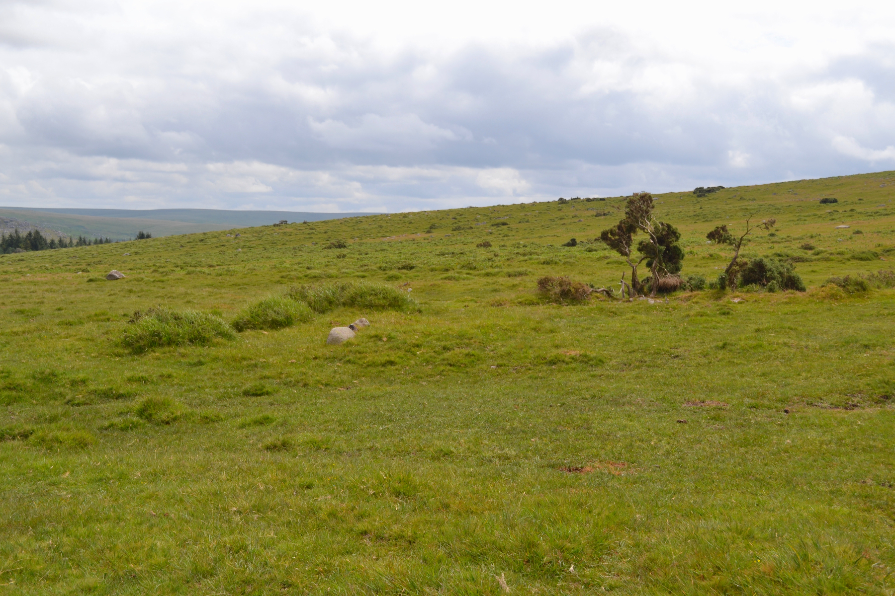 Dartmoor