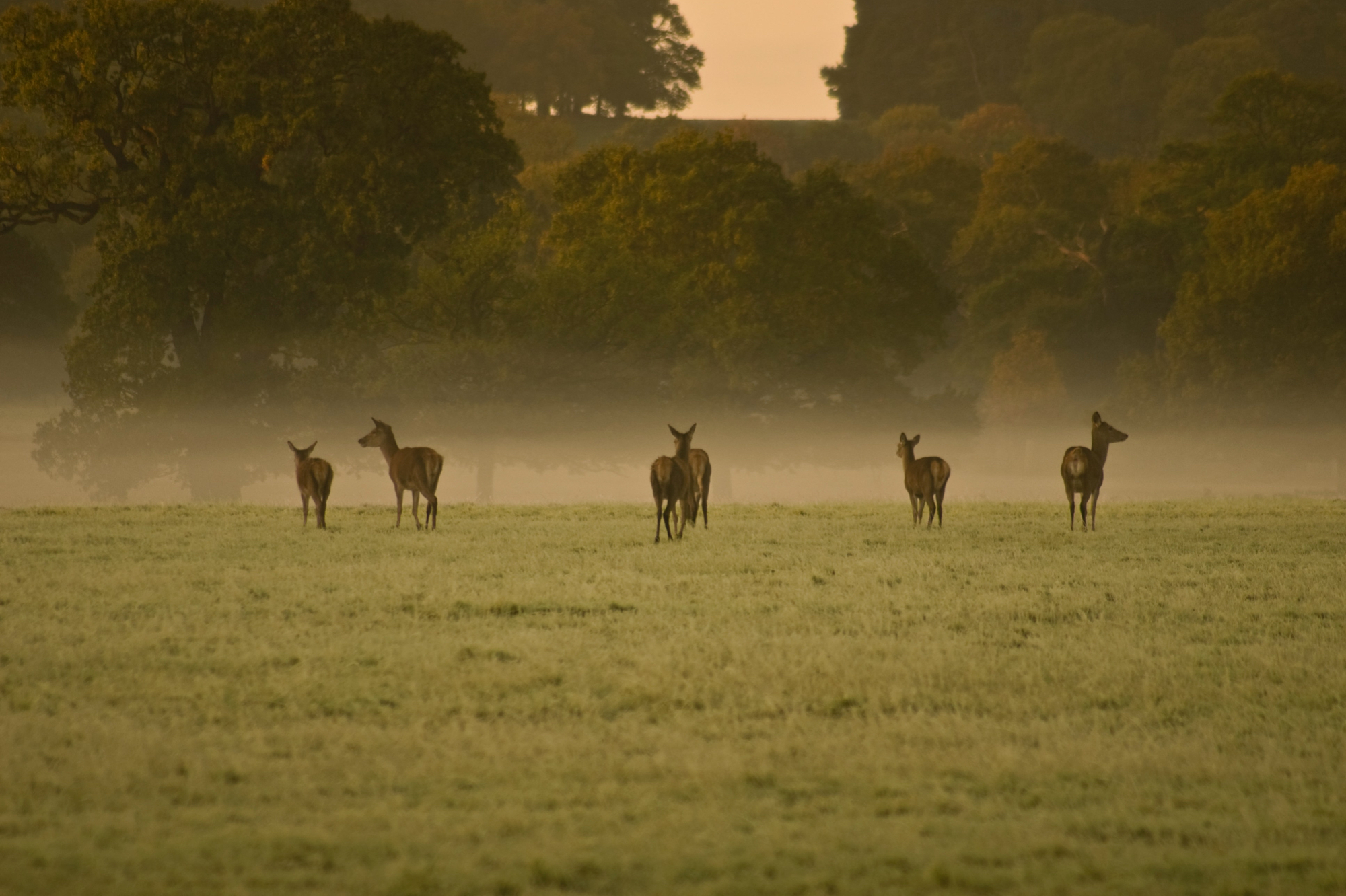 Windsor Great Park