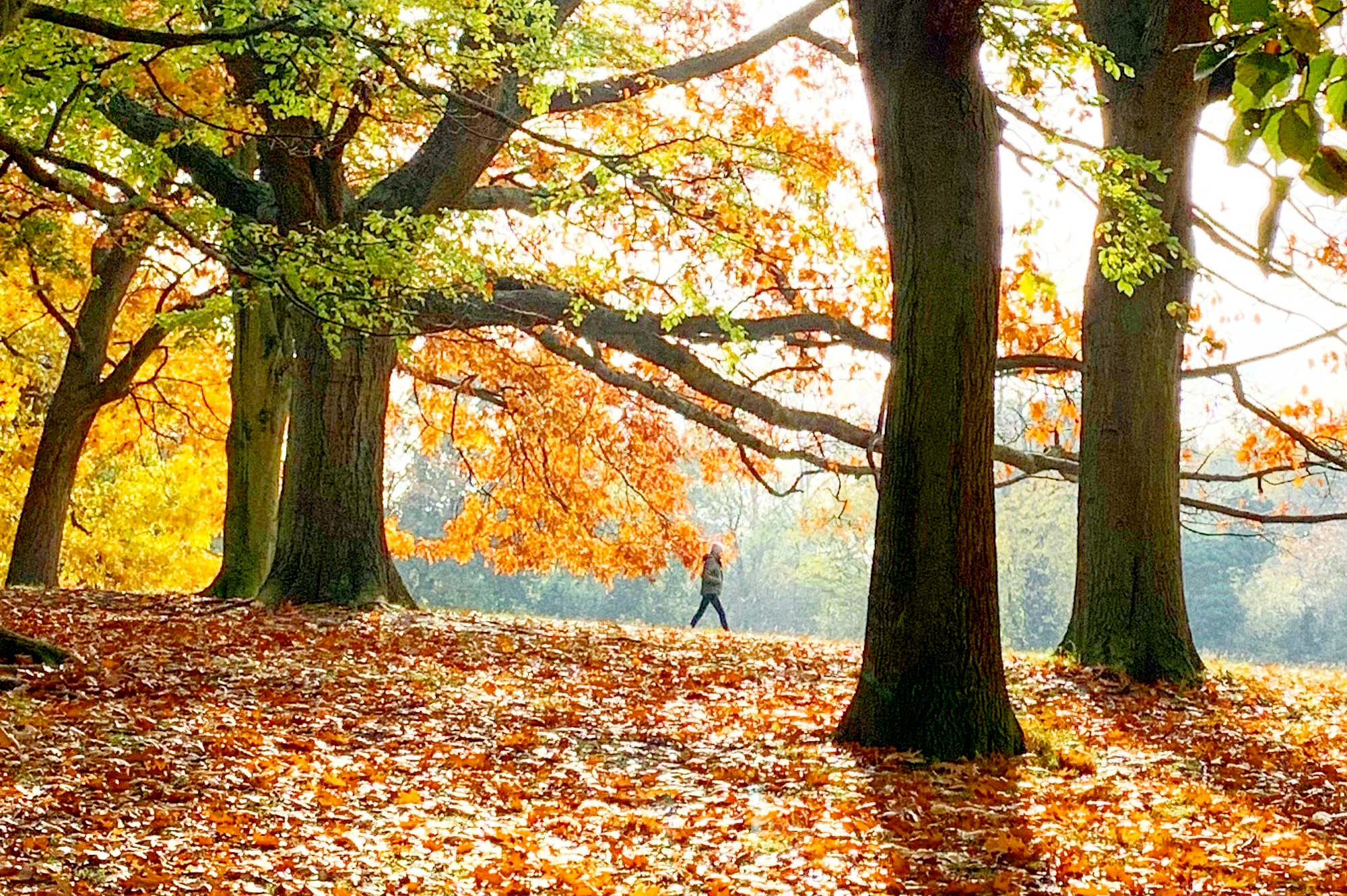 Hampstead Heath Park in London