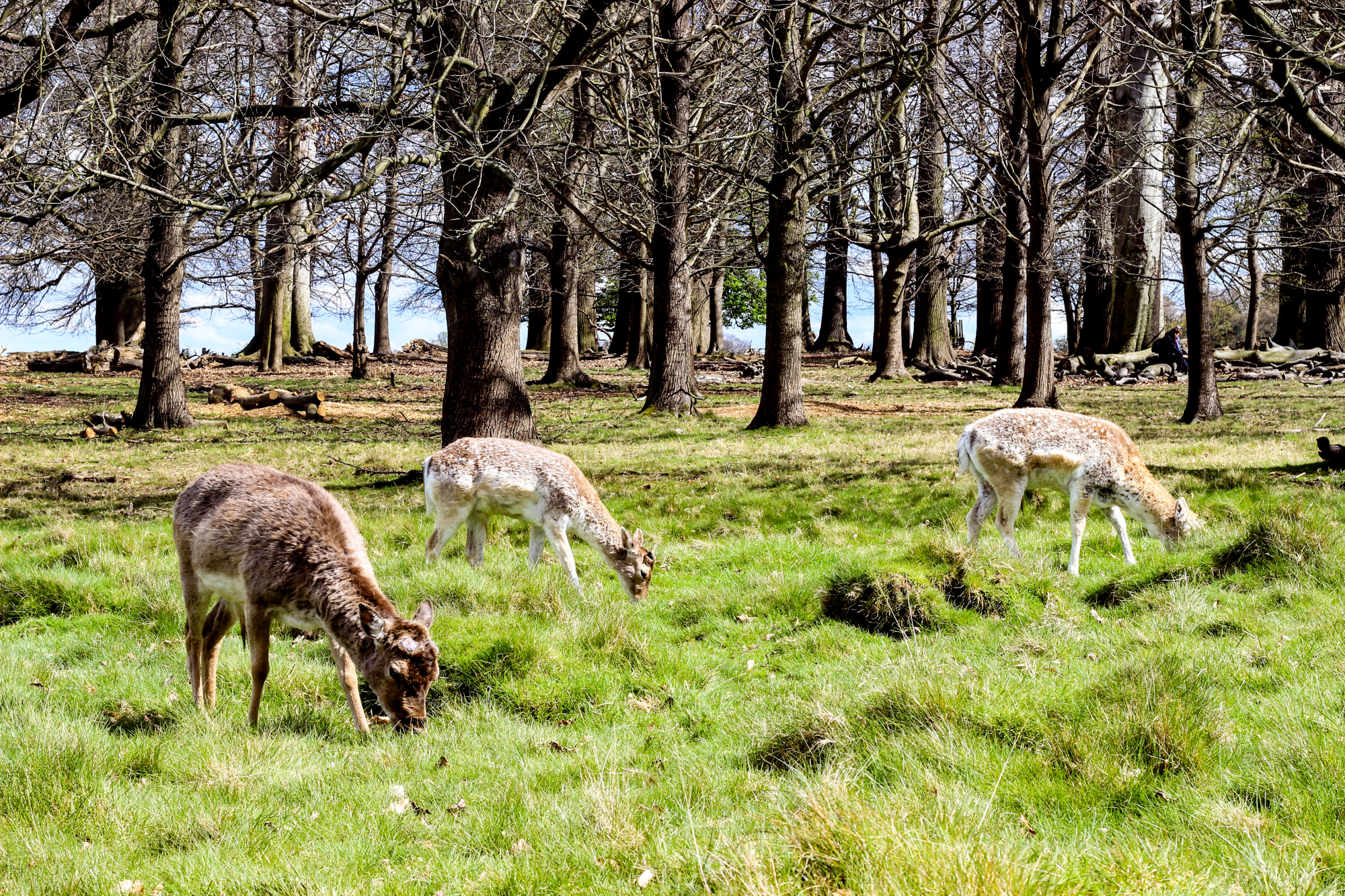 Hirsche im Richmond Park in London